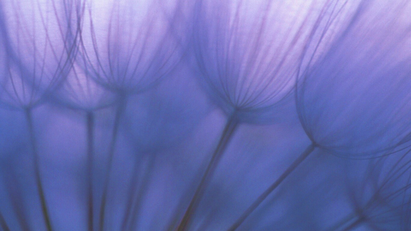 Рисунок одуванчика обои