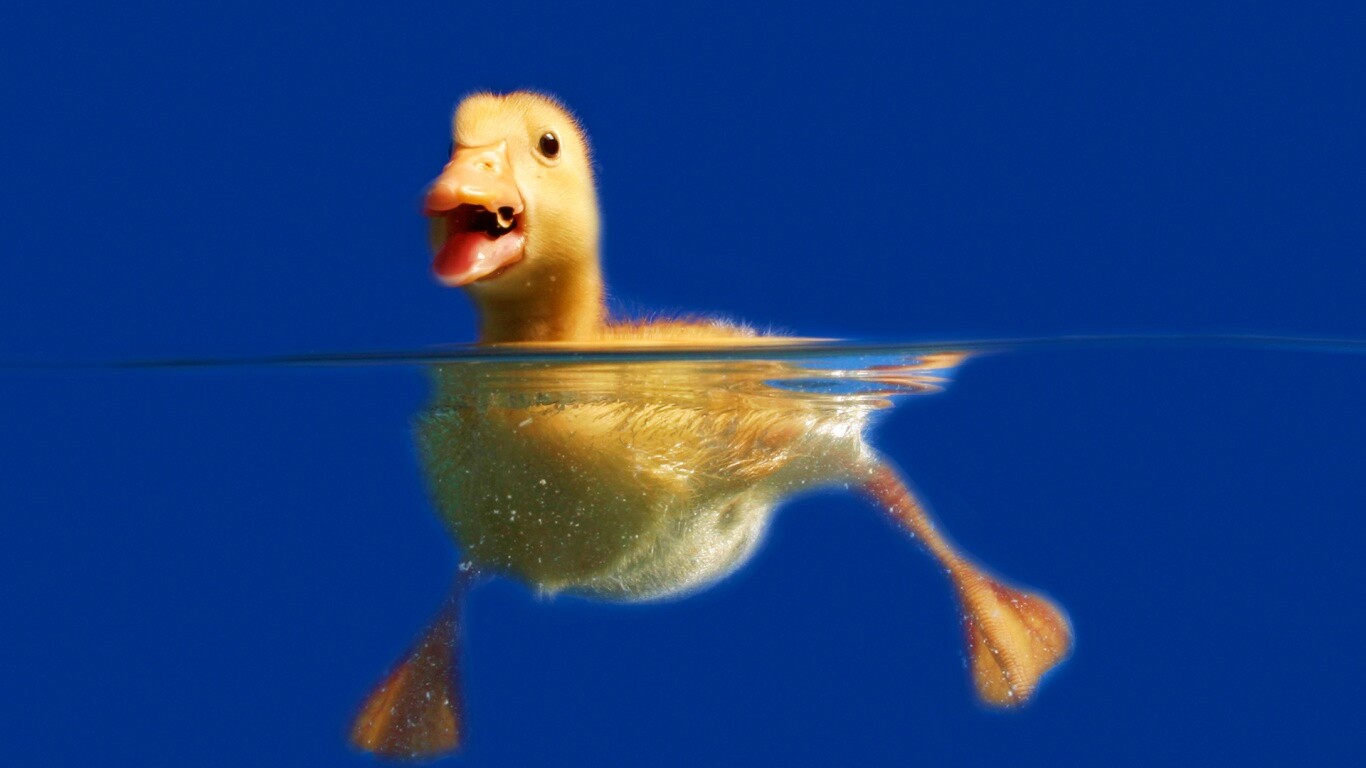 Утёнок в воде обои