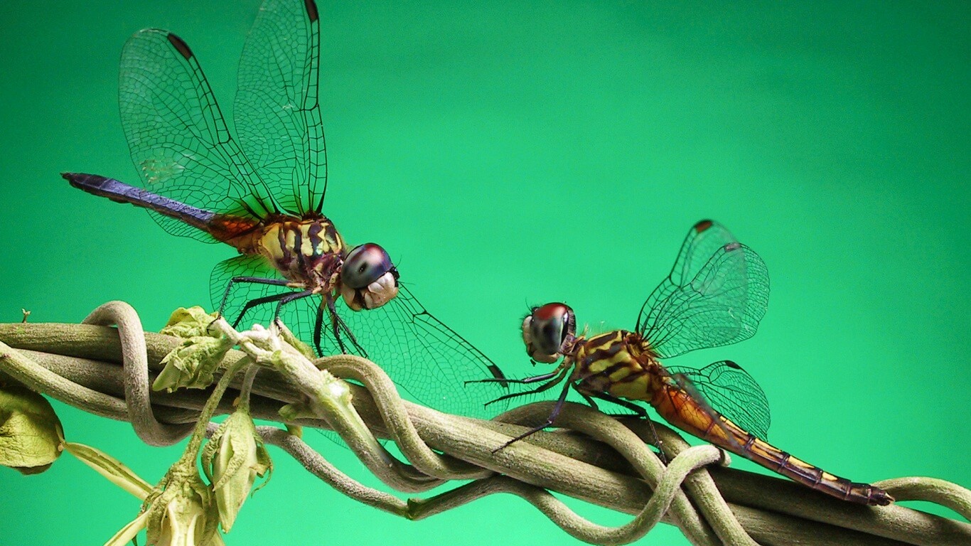 Две стрекозы обои