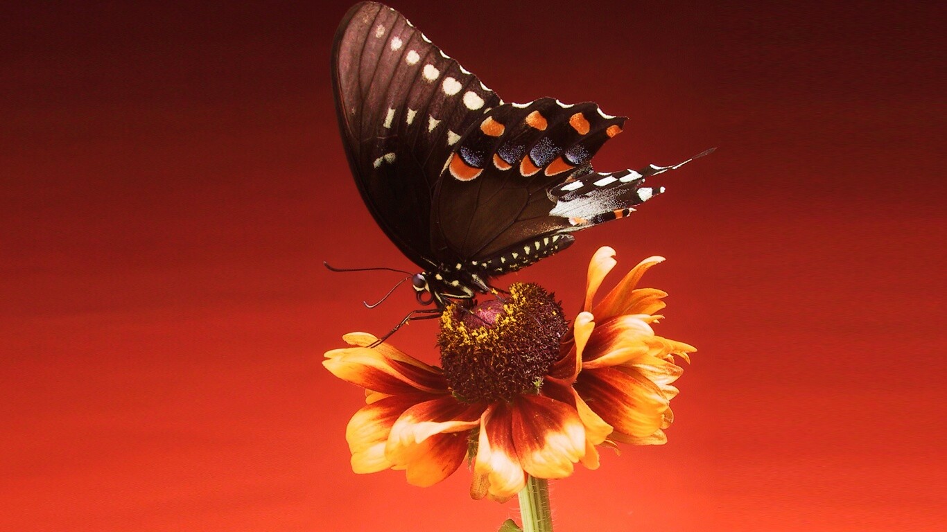 Бабочка на цветке обои
