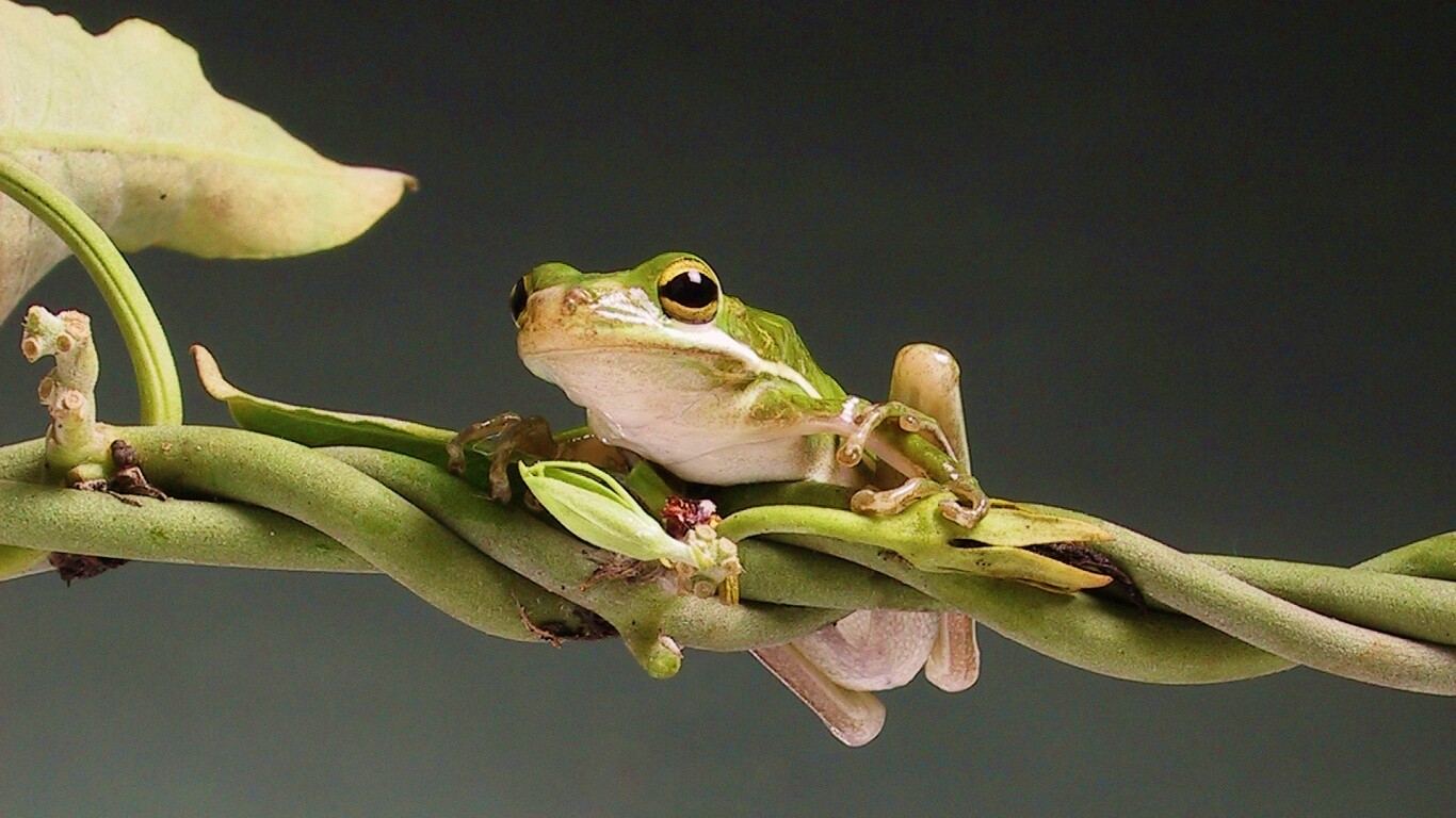 Лупоглазая лягушка на лиане обои