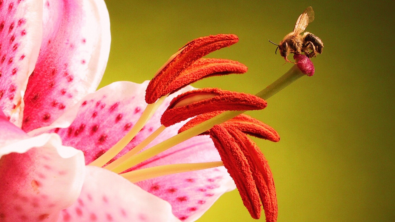 Трудолюбивая пчела на прекрасном цветке обои