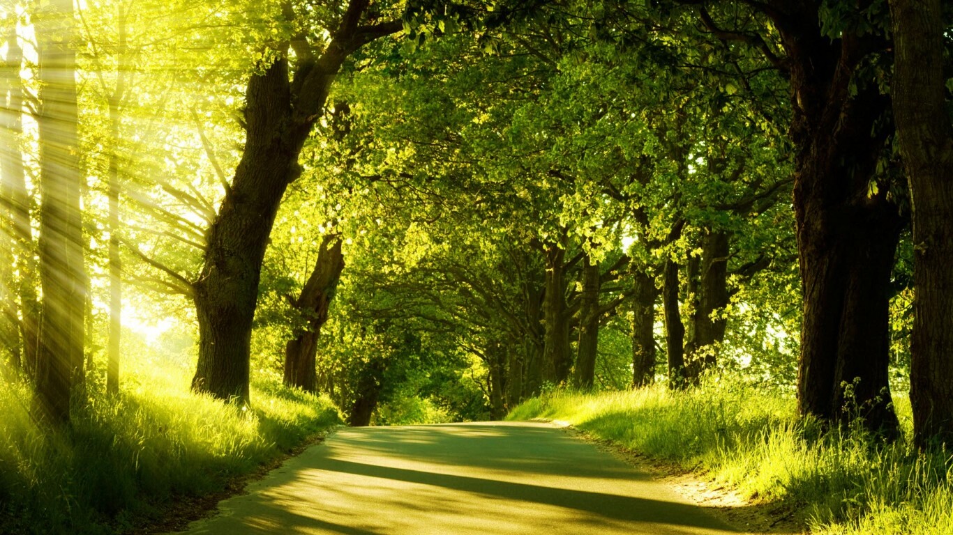 Зеленая аллея обои