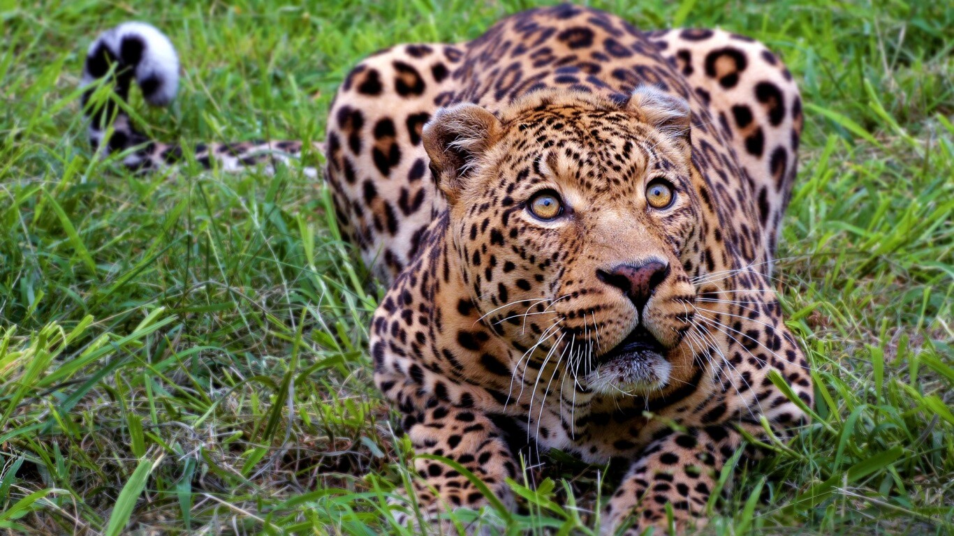 Приготовился прыгать обои