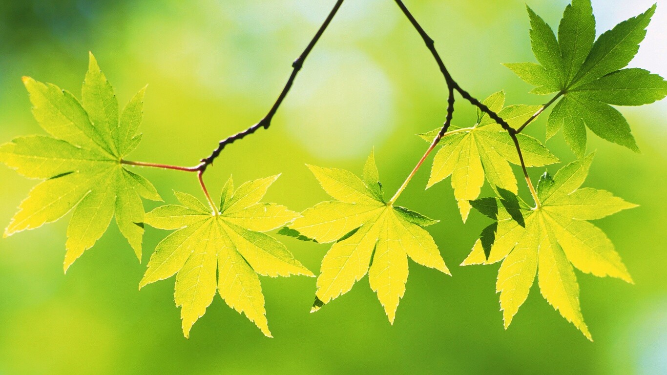 Зелёные листья обои