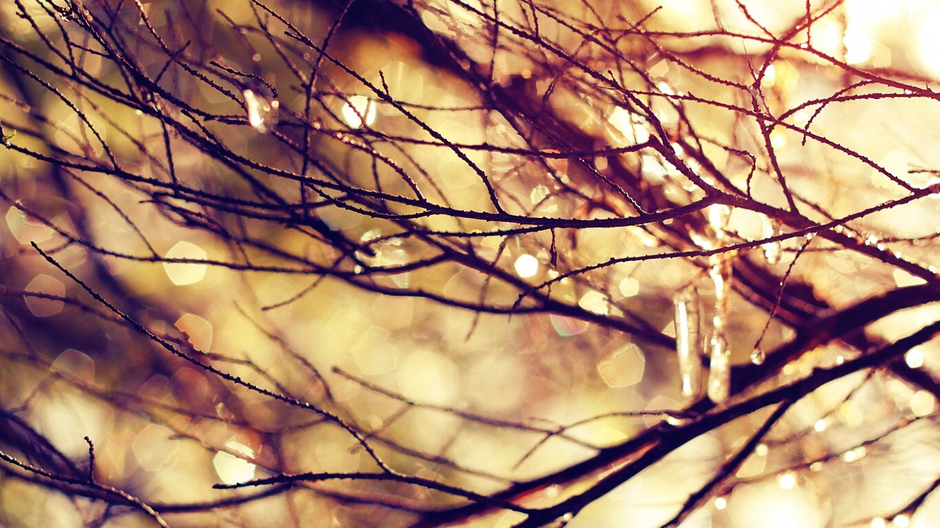 Мокрые ветви дерева обои