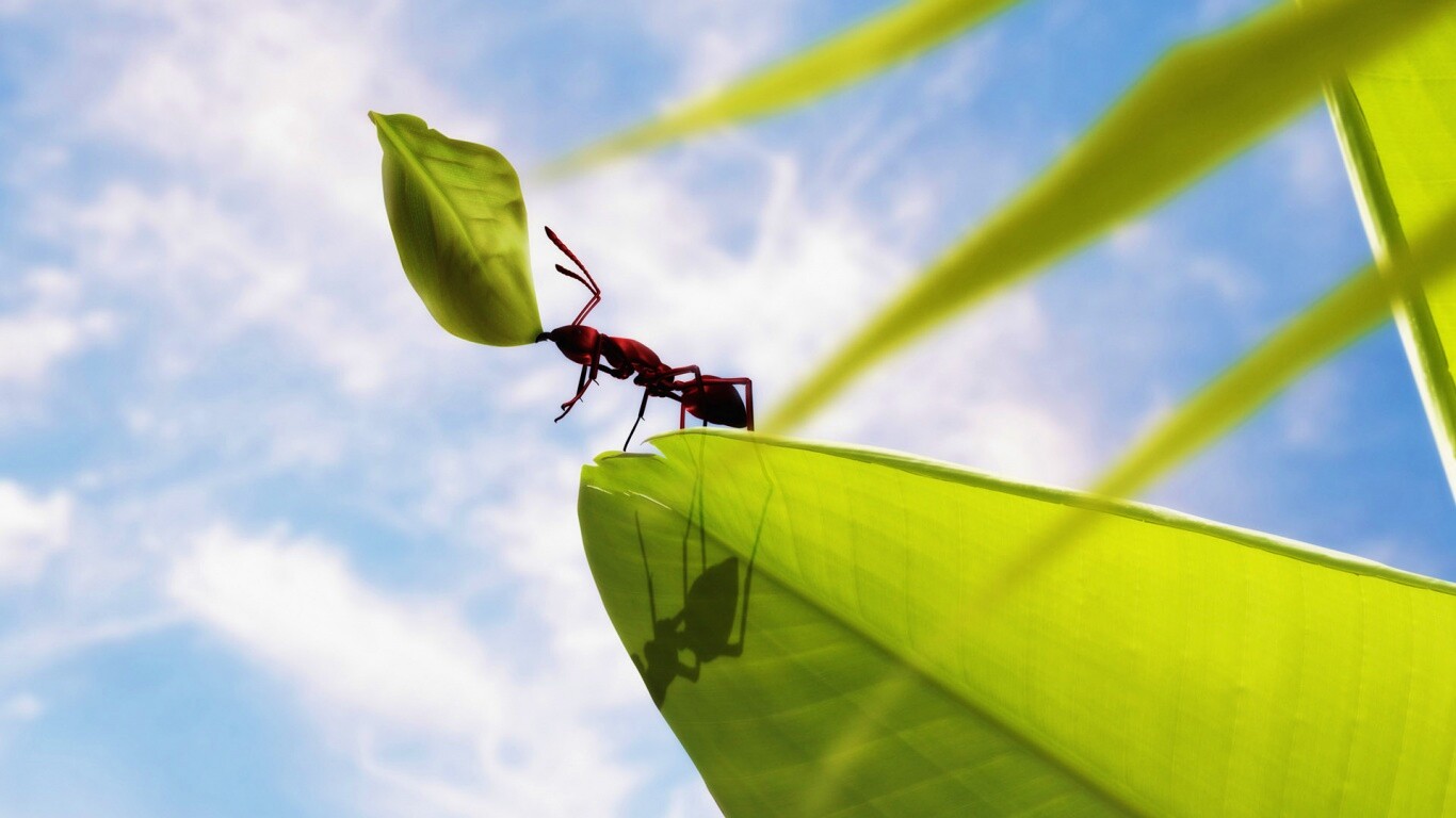 Муравей тащит лист обои