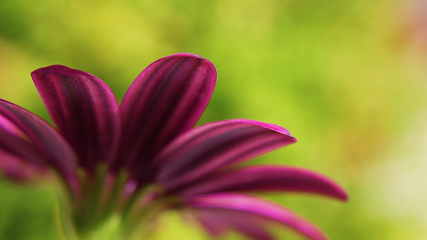 Макро фото цветка обои