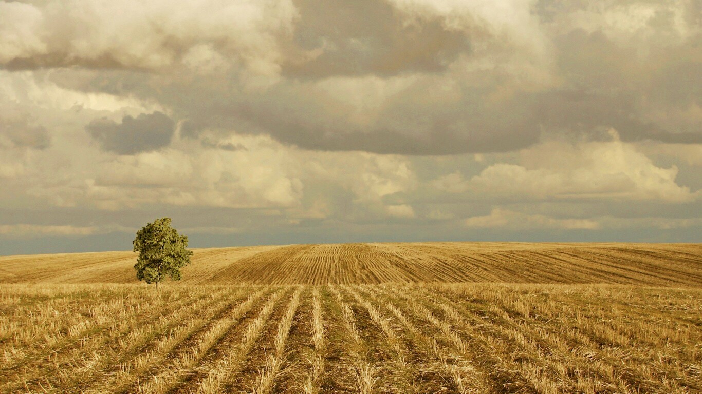 Дерево в поле обои