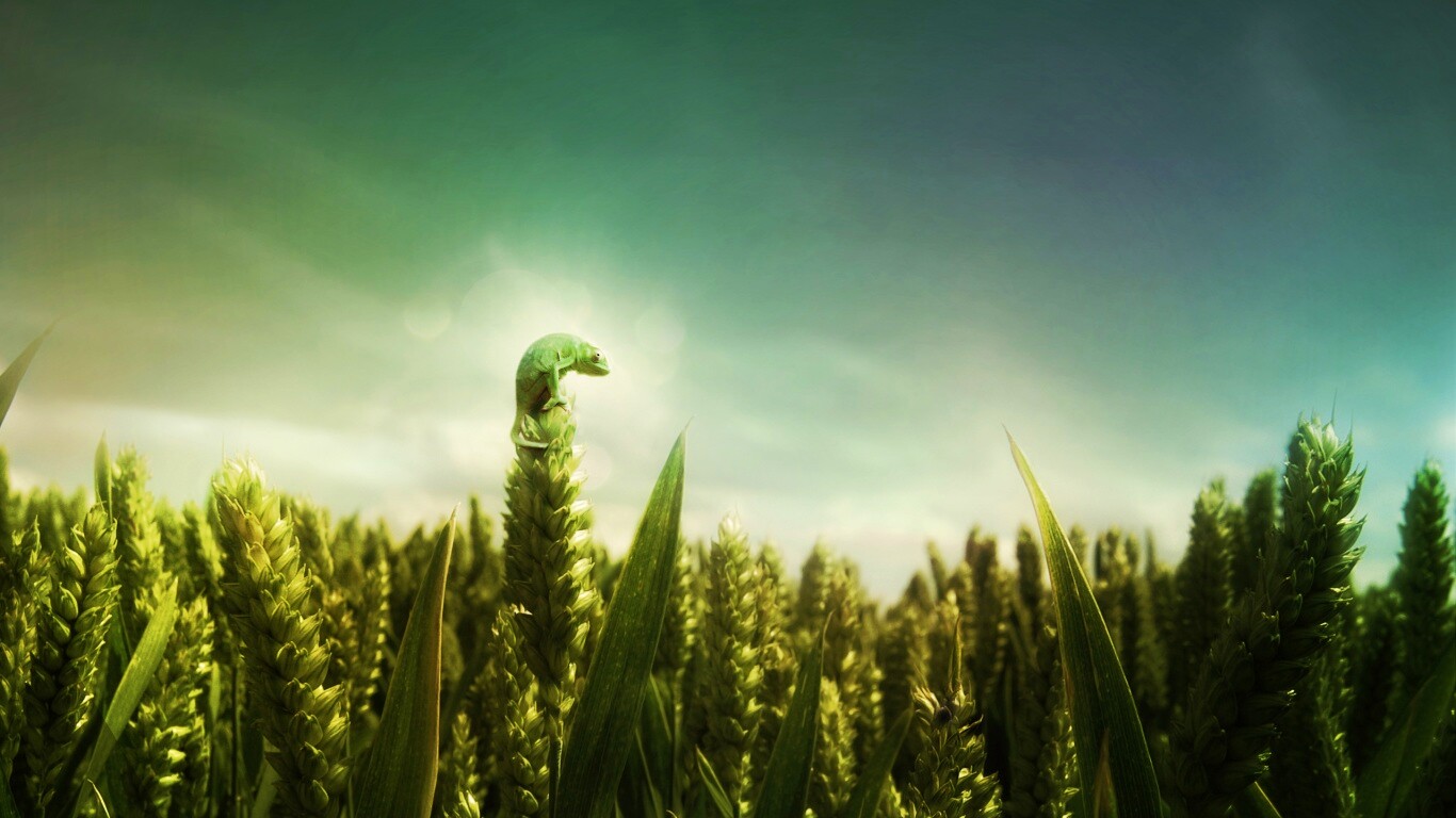 Маленький хамелеон на травинке обои