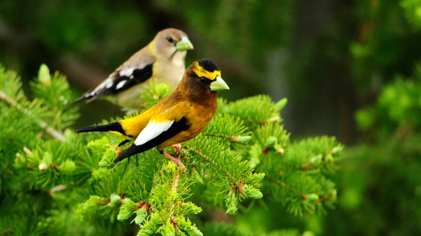 Птички с зелёными клювами обои