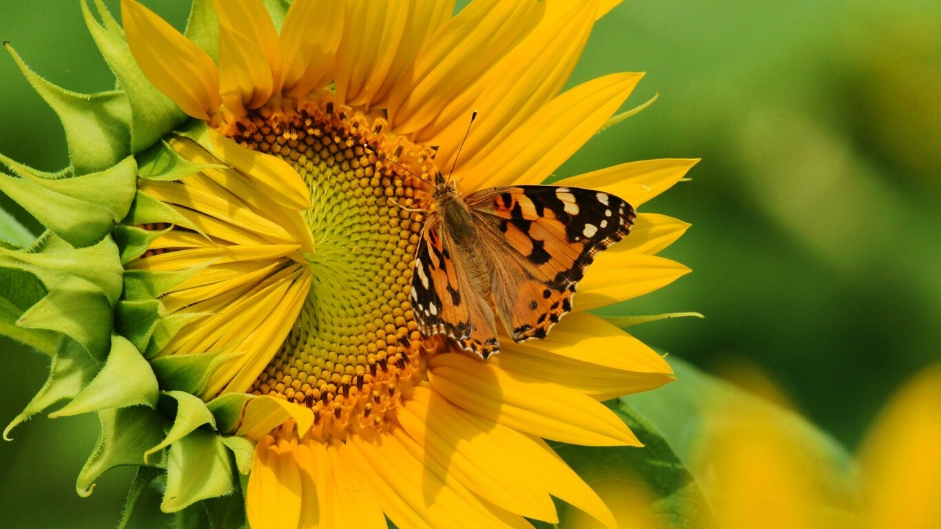 Бабочка на подсолнухе обои