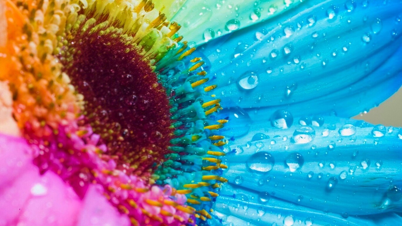 Цветик семицветик обои