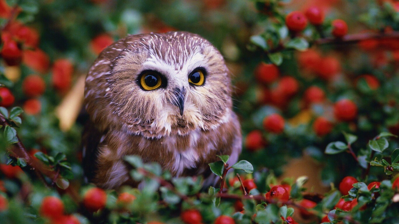 Маленькая сова в ягодах обои