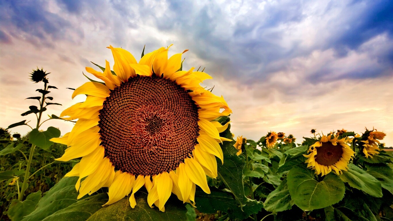 Подсолнухи обои