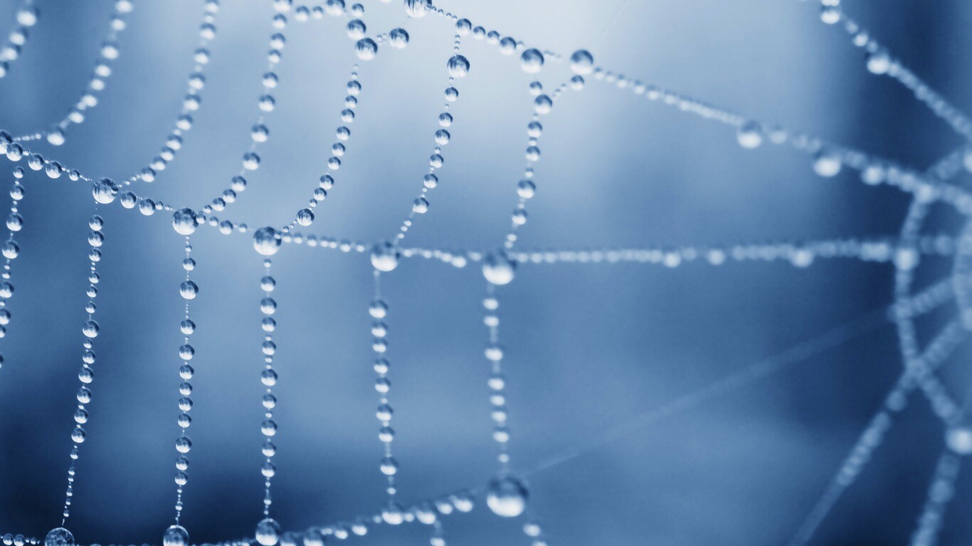 Капли росы на паутине обои