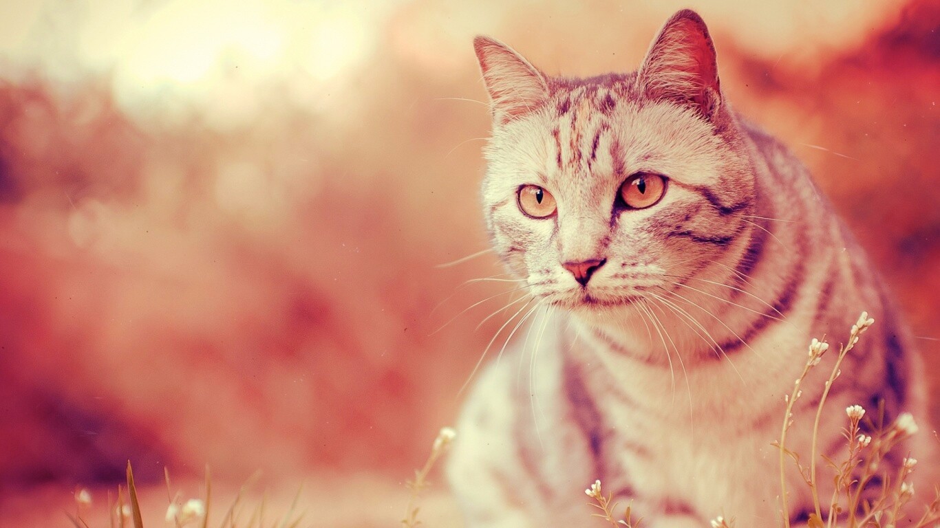 Кот в теплых тонах обои
