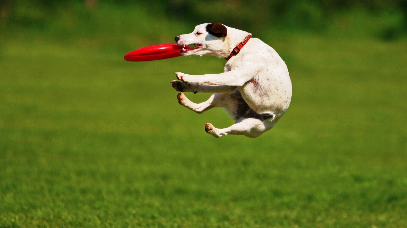 Ловкач обои