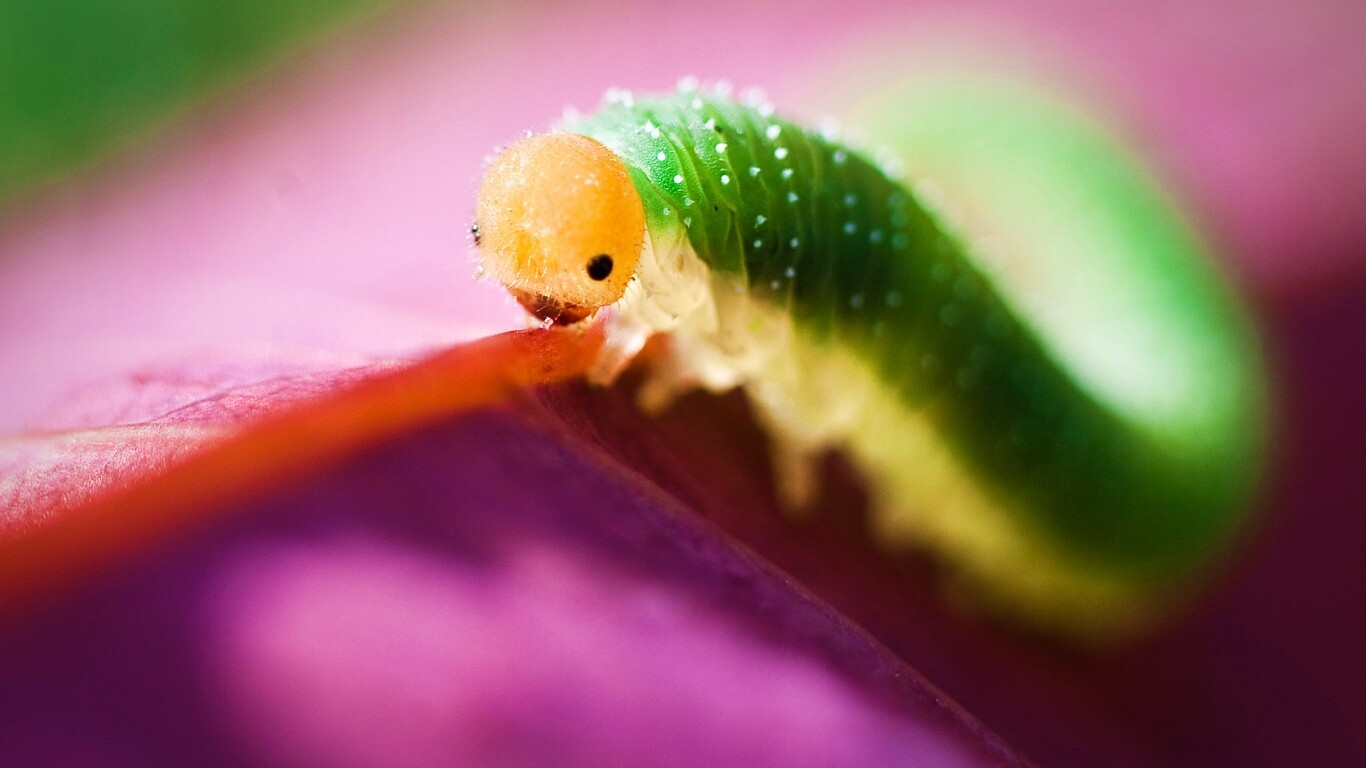 Гусеница бабочки на лепестке обои