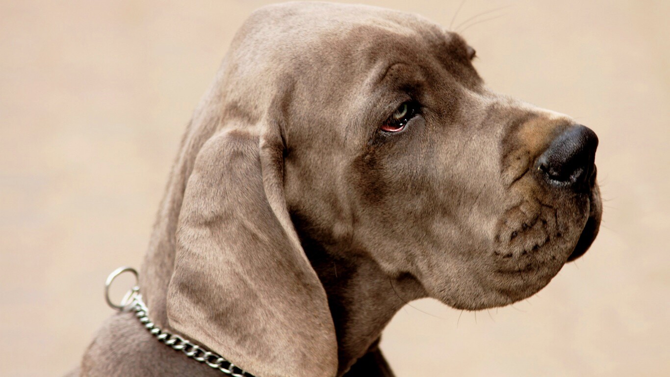 Грустная собака обои