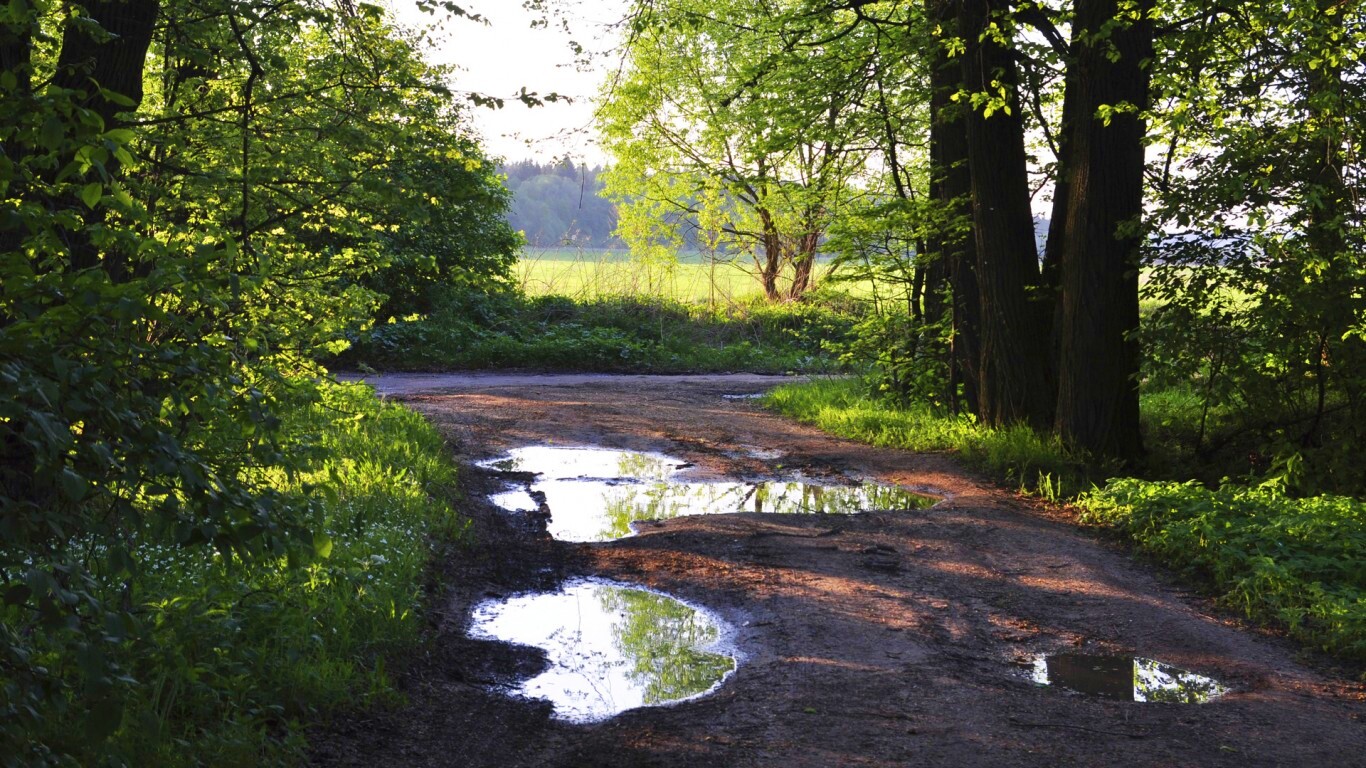 Лесная дорога обои