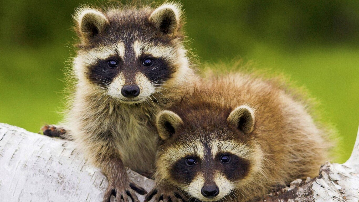 Полосатики обои