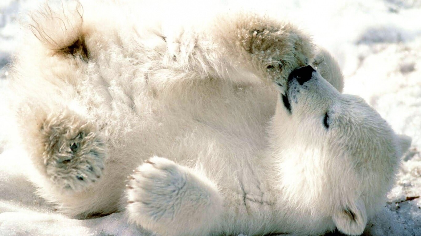 Мишка на севере обои