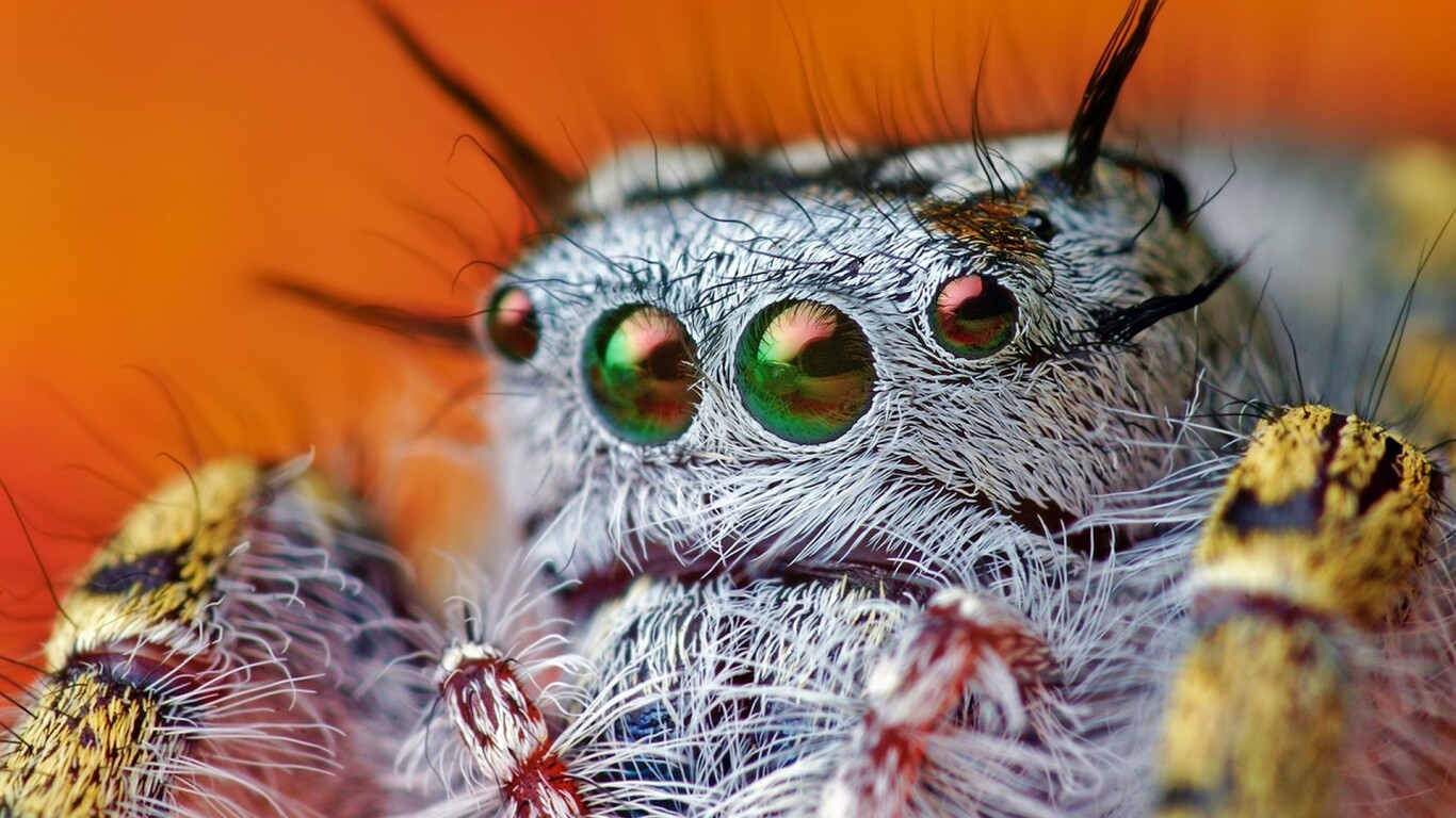 Паук в макро обои