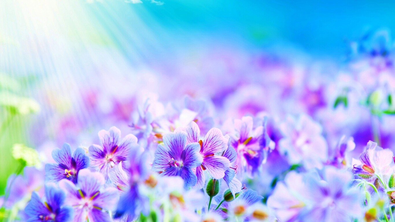 Цветочки обои