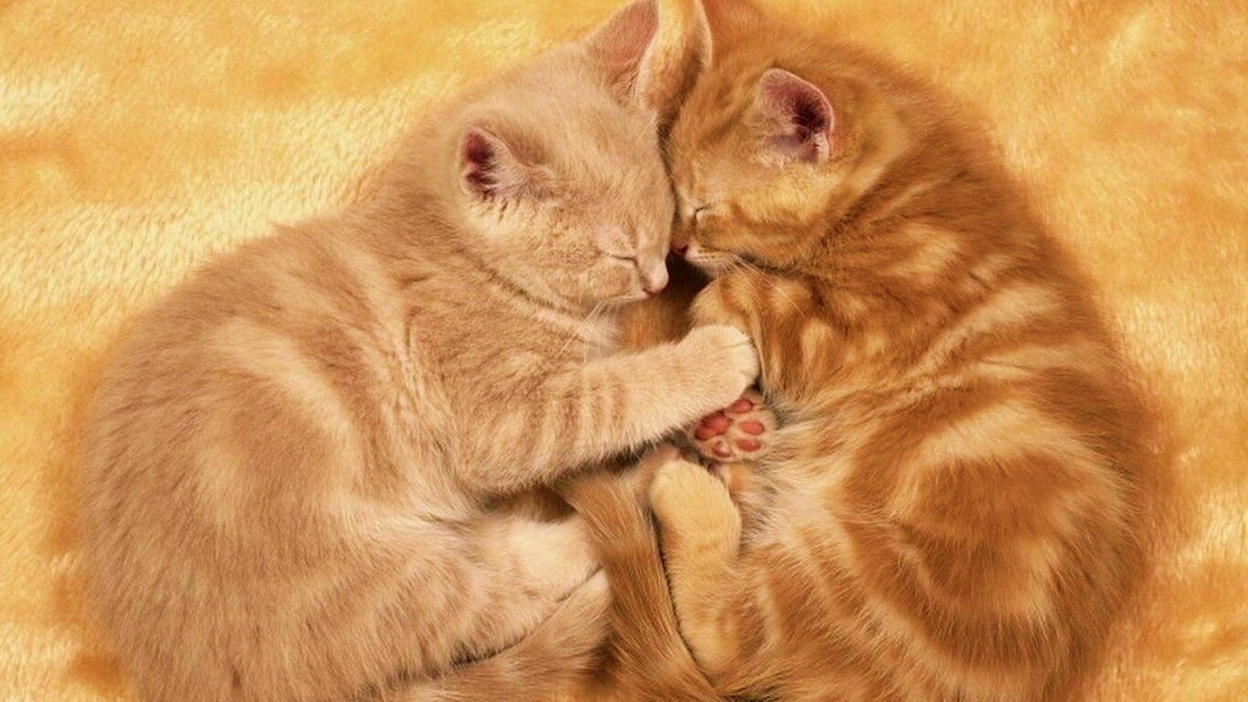 Рыжие котята в обнимку обои