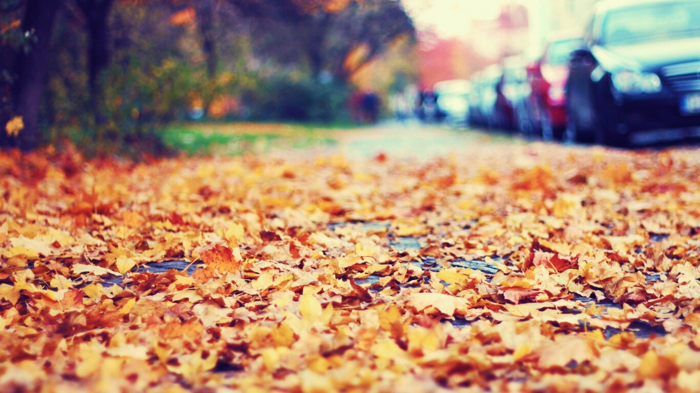 Осенние листья обои