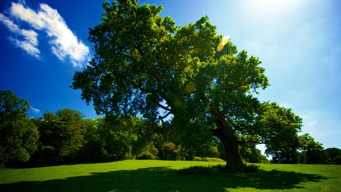 Большое зеленое дерево на лужайке обои