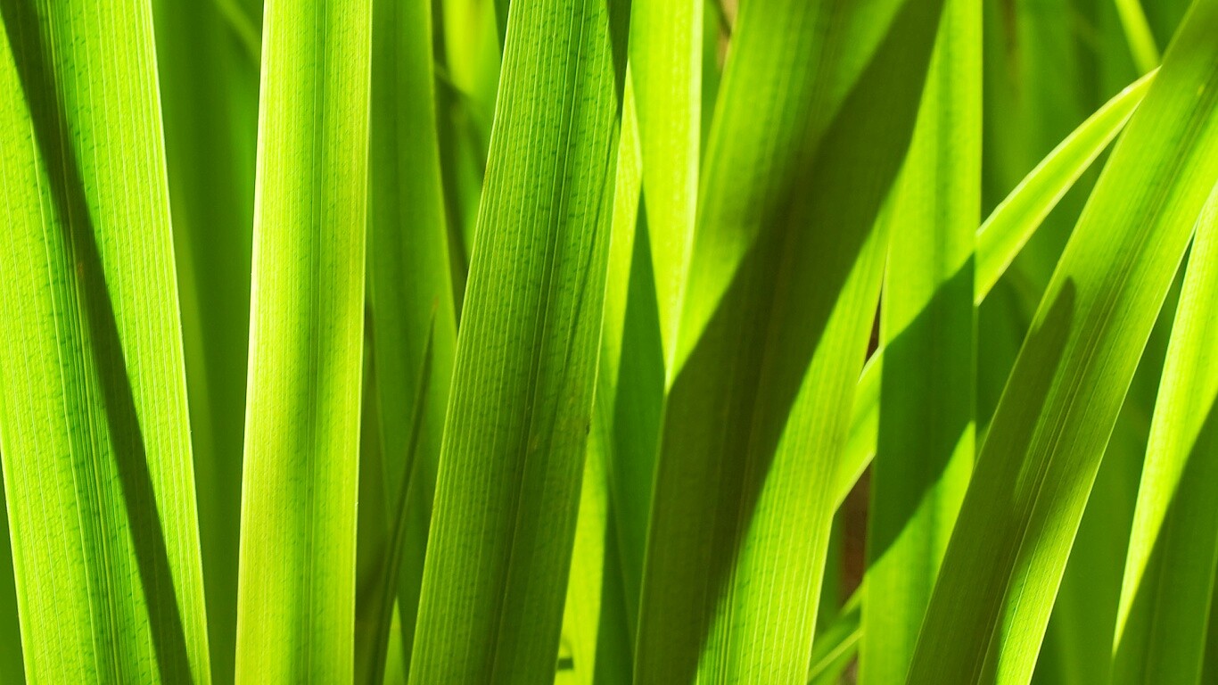 Стебли травы обои