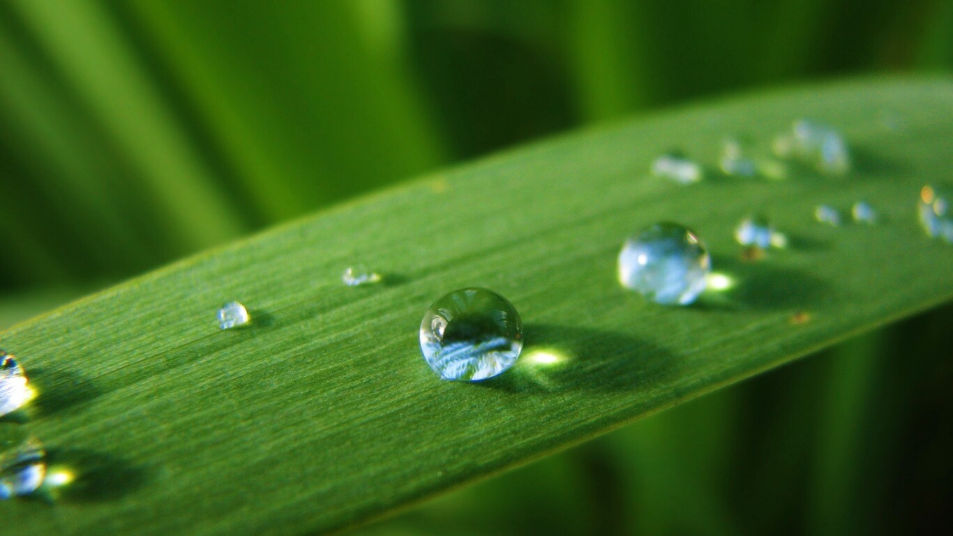 Капли росы на листе обои