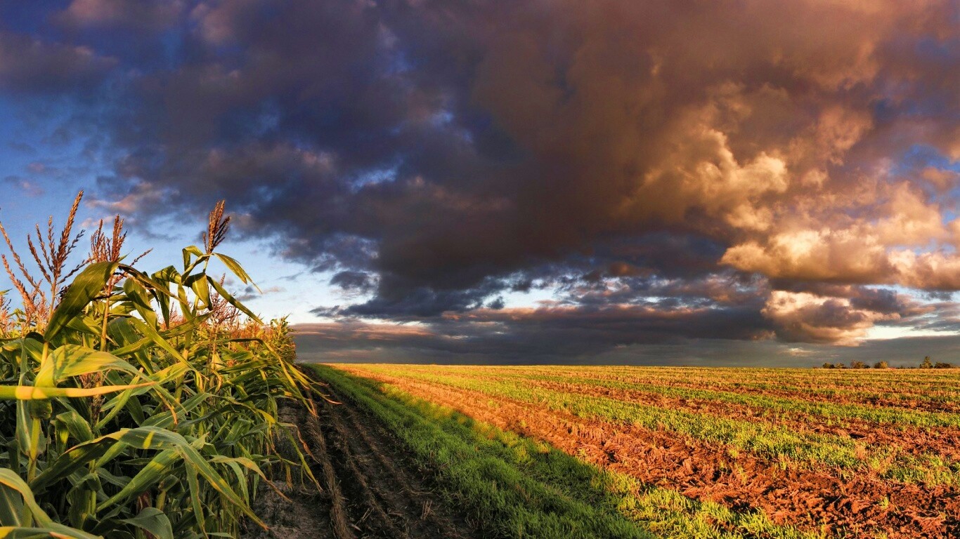 Кукурузное поле обои