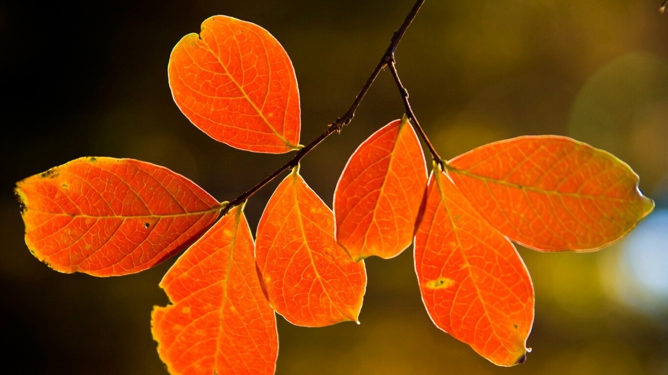 Ветка с оранжевыми листьями обои