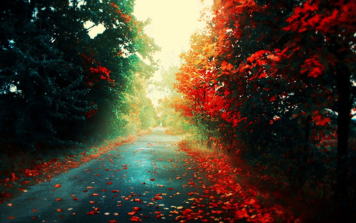 Желтая дорога обои