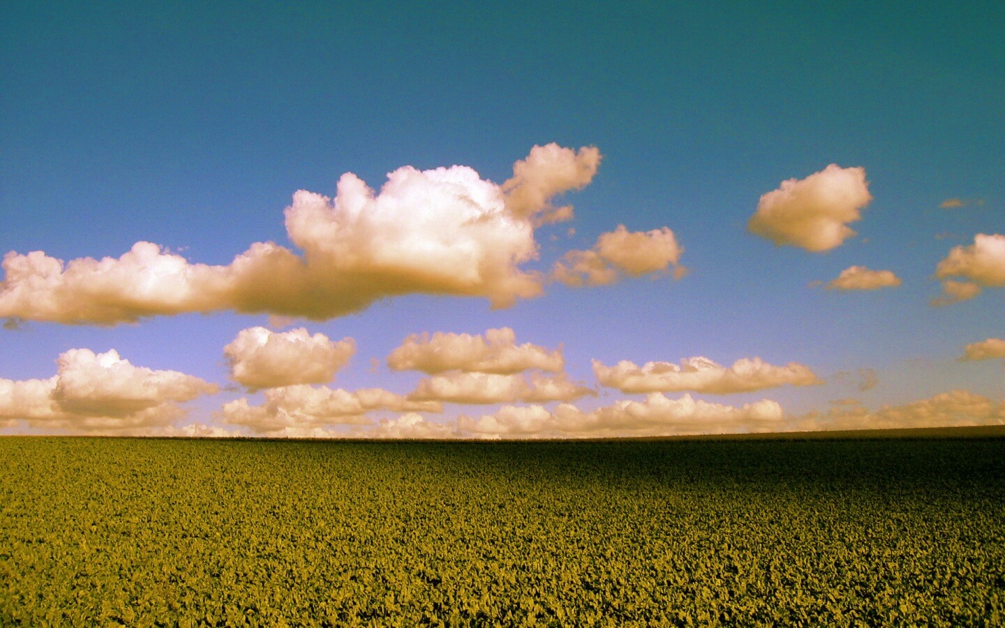 Обака над бескрайними полями обои