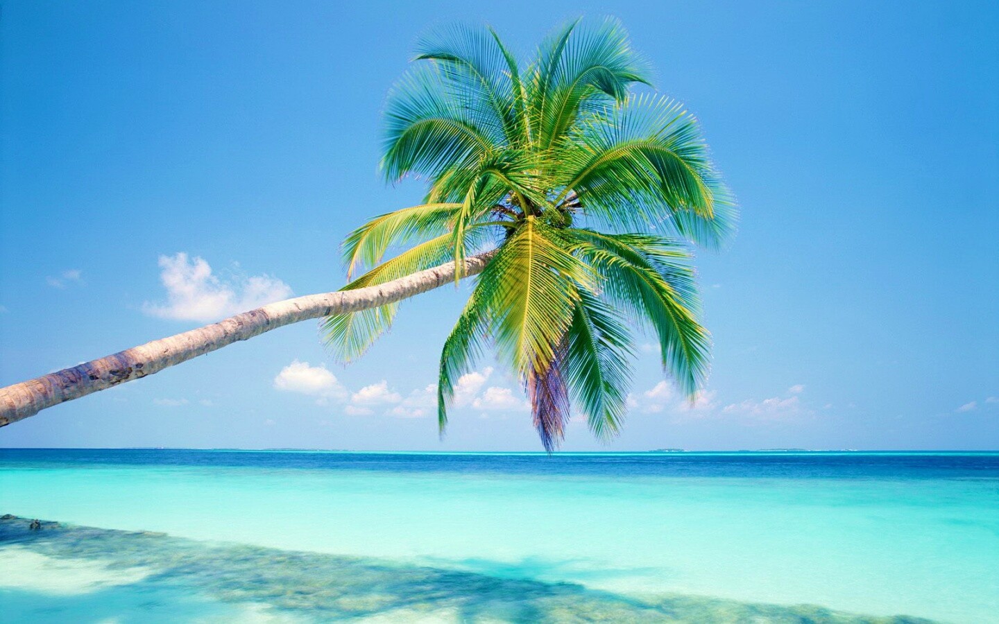 Пальма на лазурном берегу обои