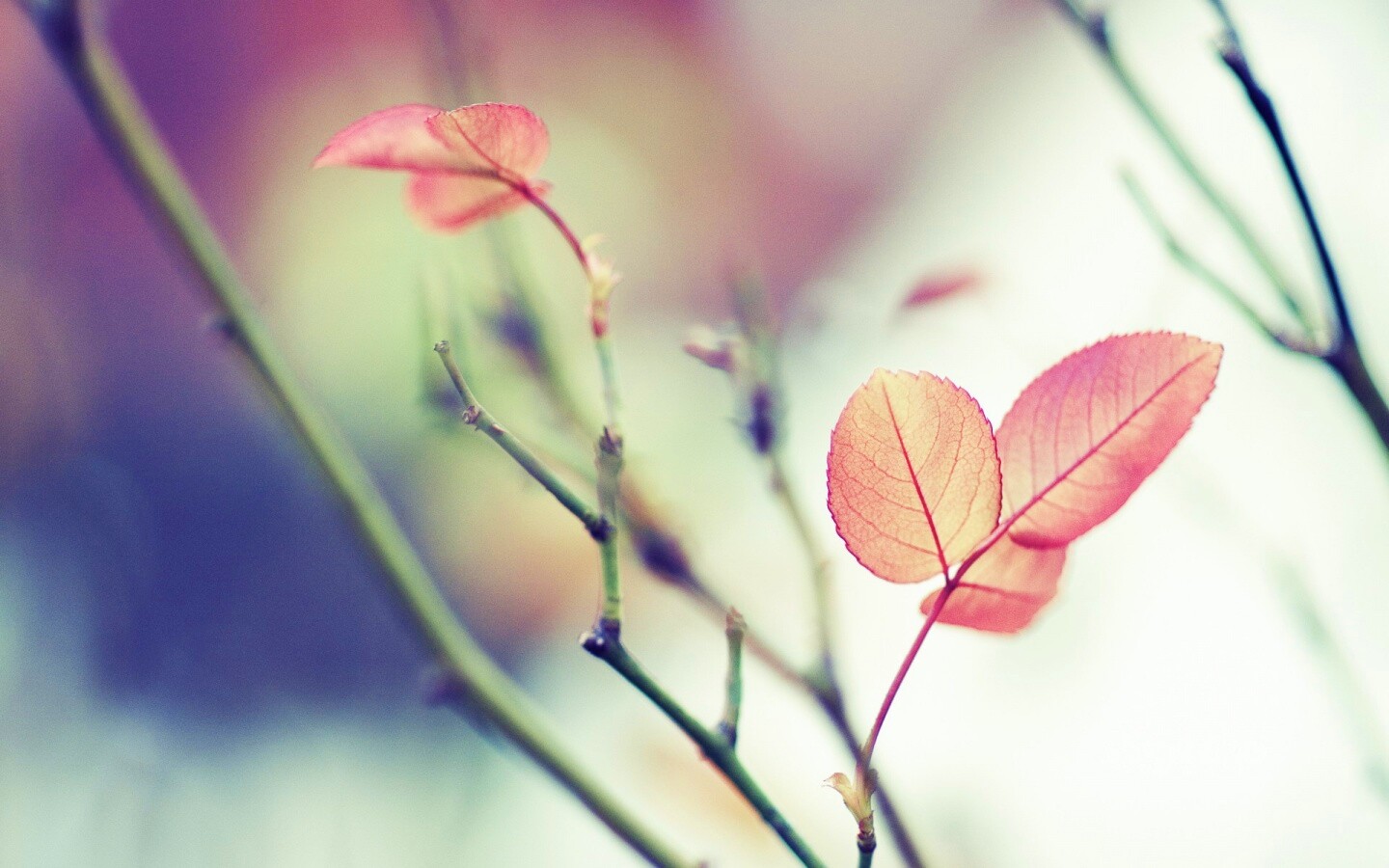 Красные листики обои