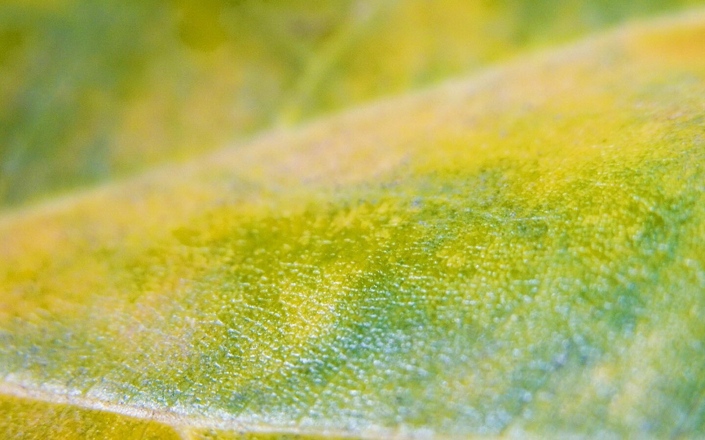 Повехность листа обои