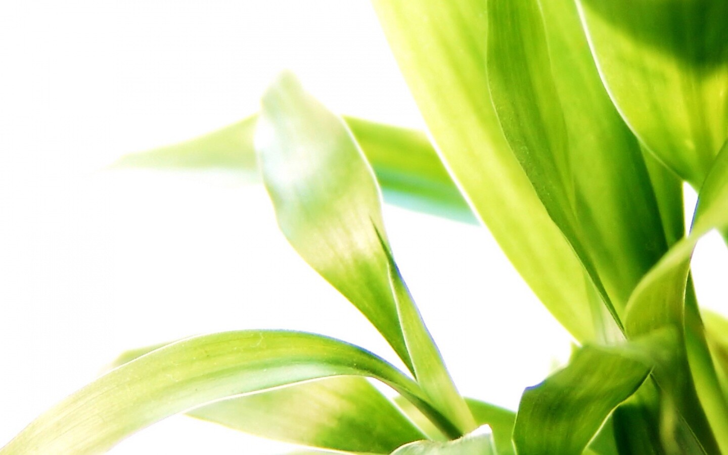 Солнечные травинки обои