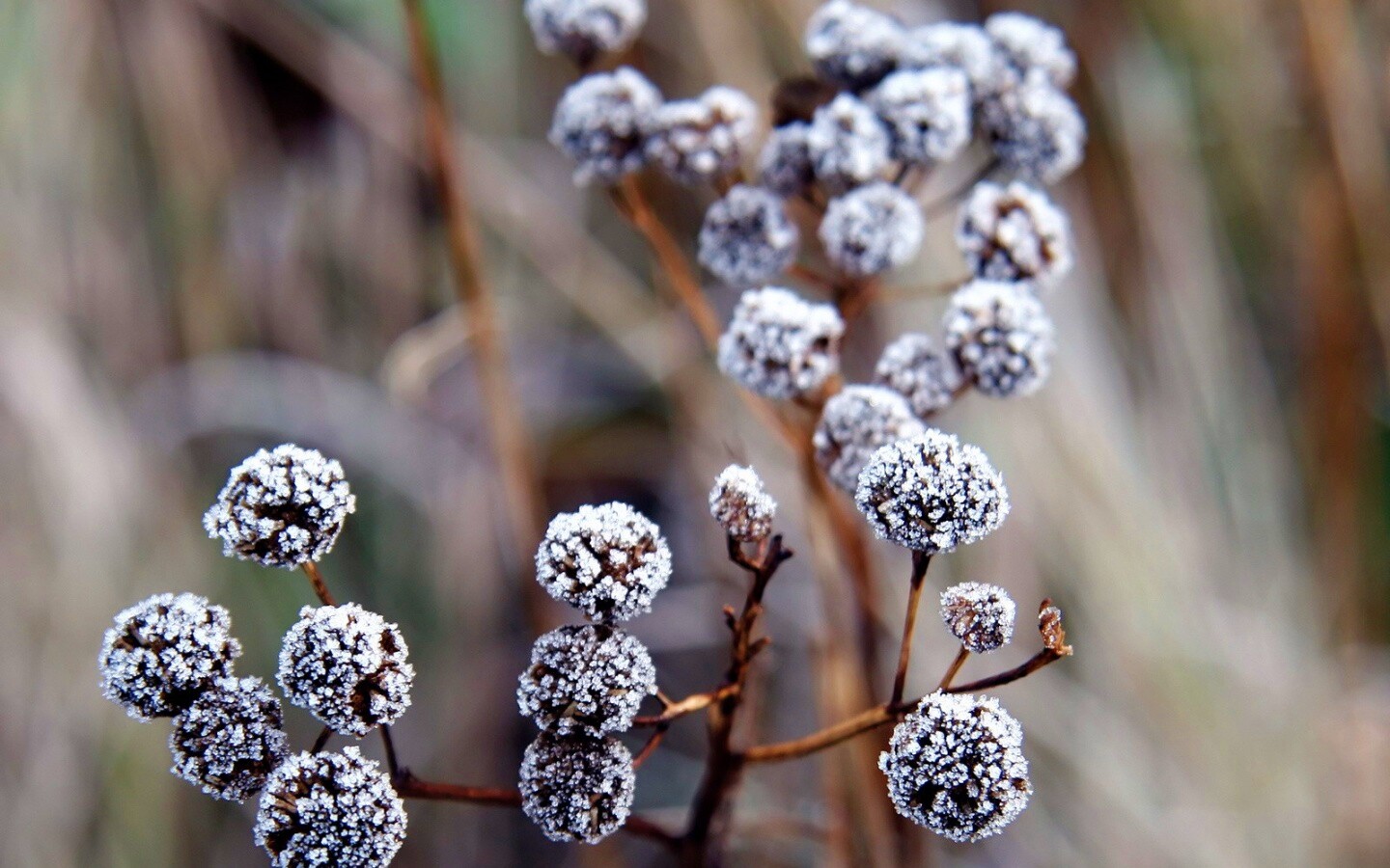 Иний на растении обои