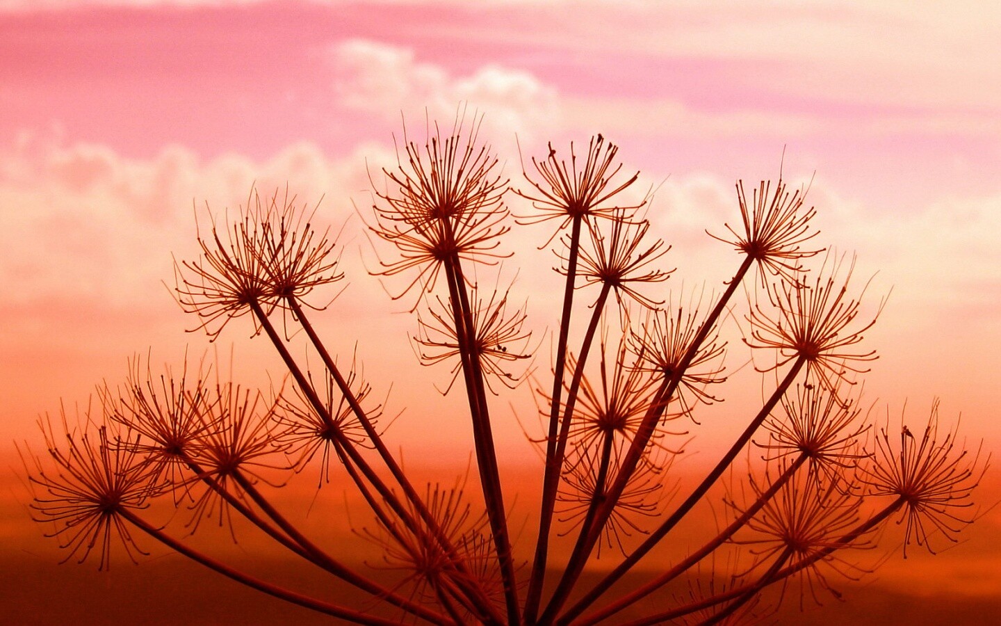 Зонтичное соцветие обои