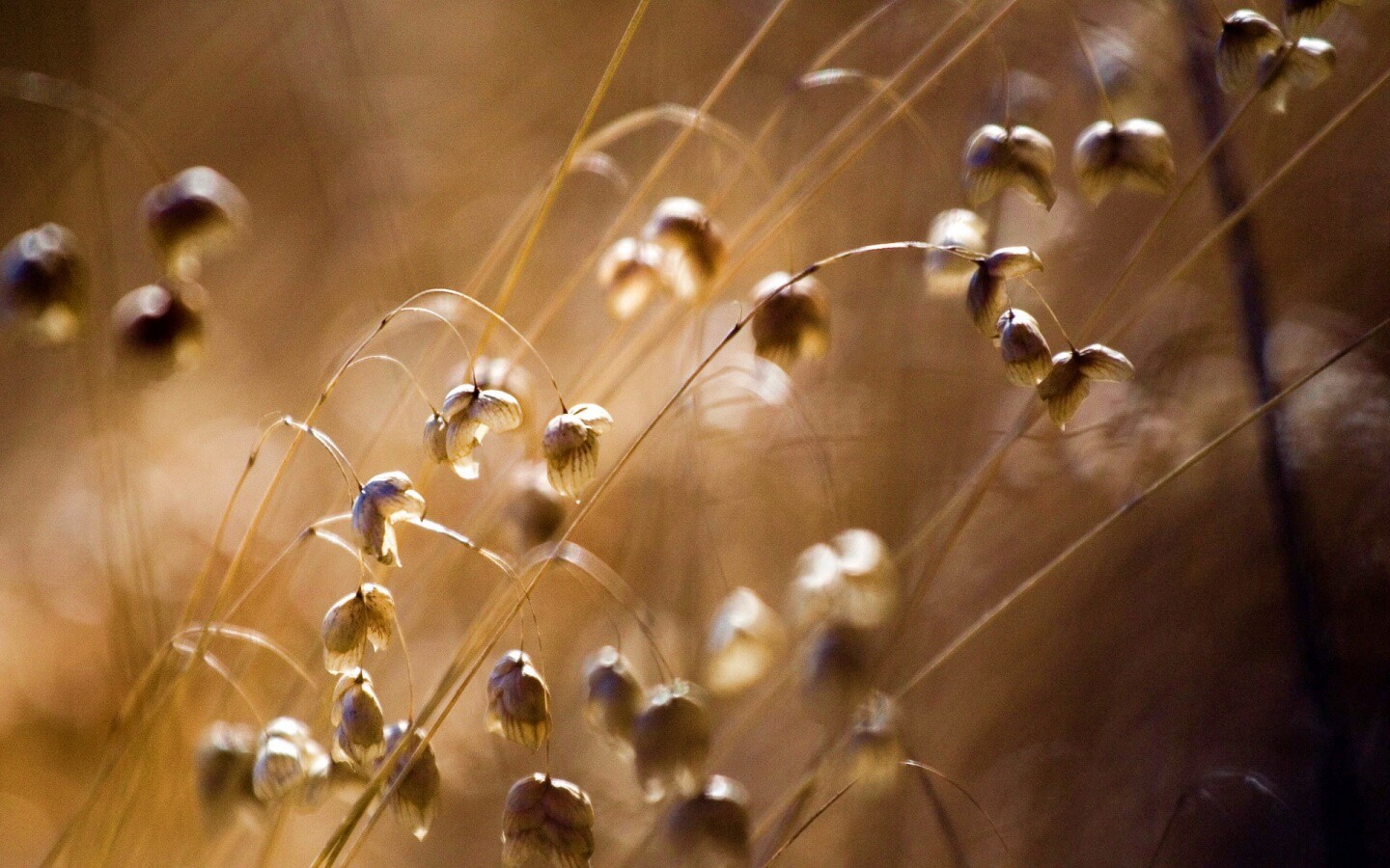 Увядающие цветочки обои