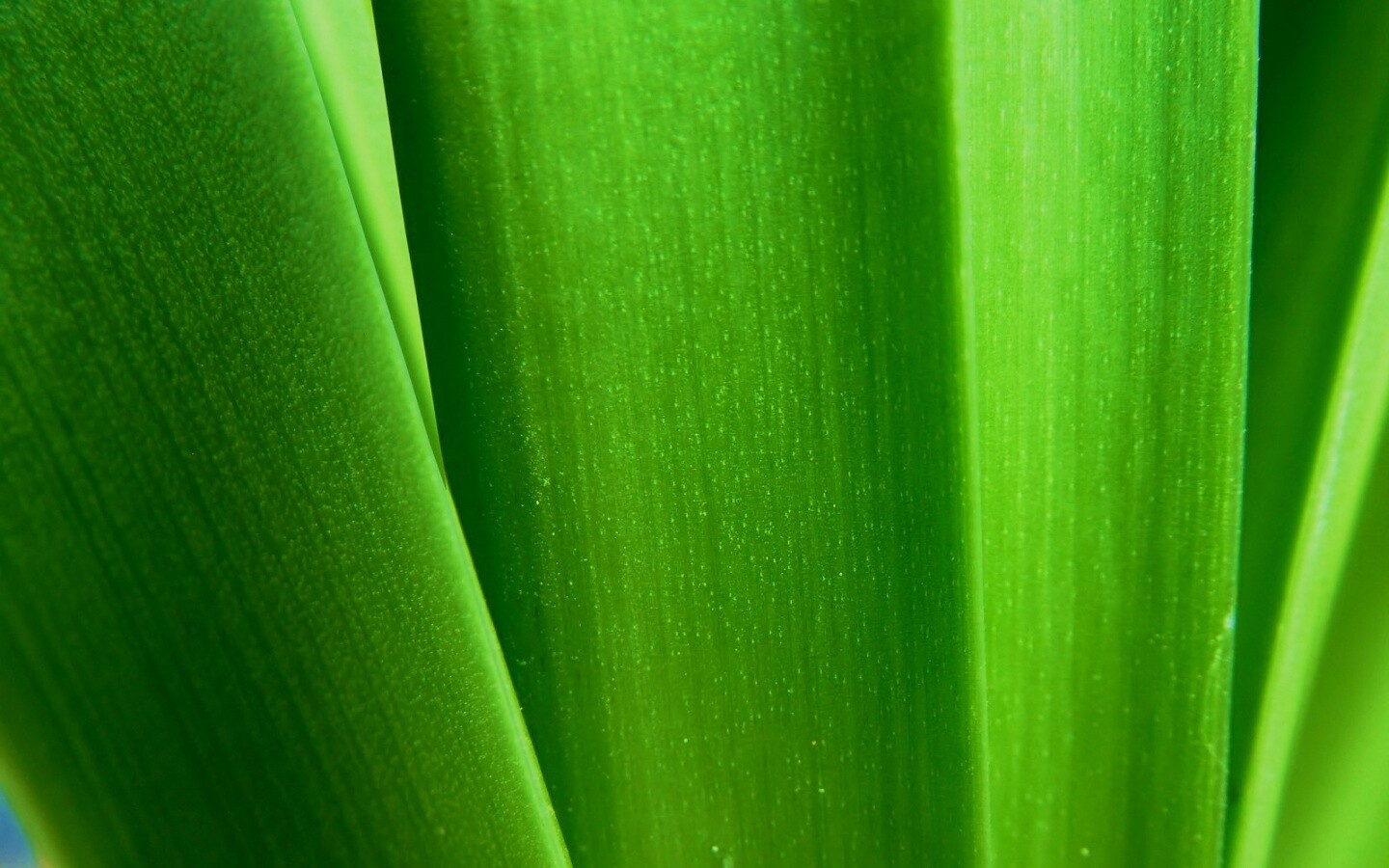 Сочная травинка обои