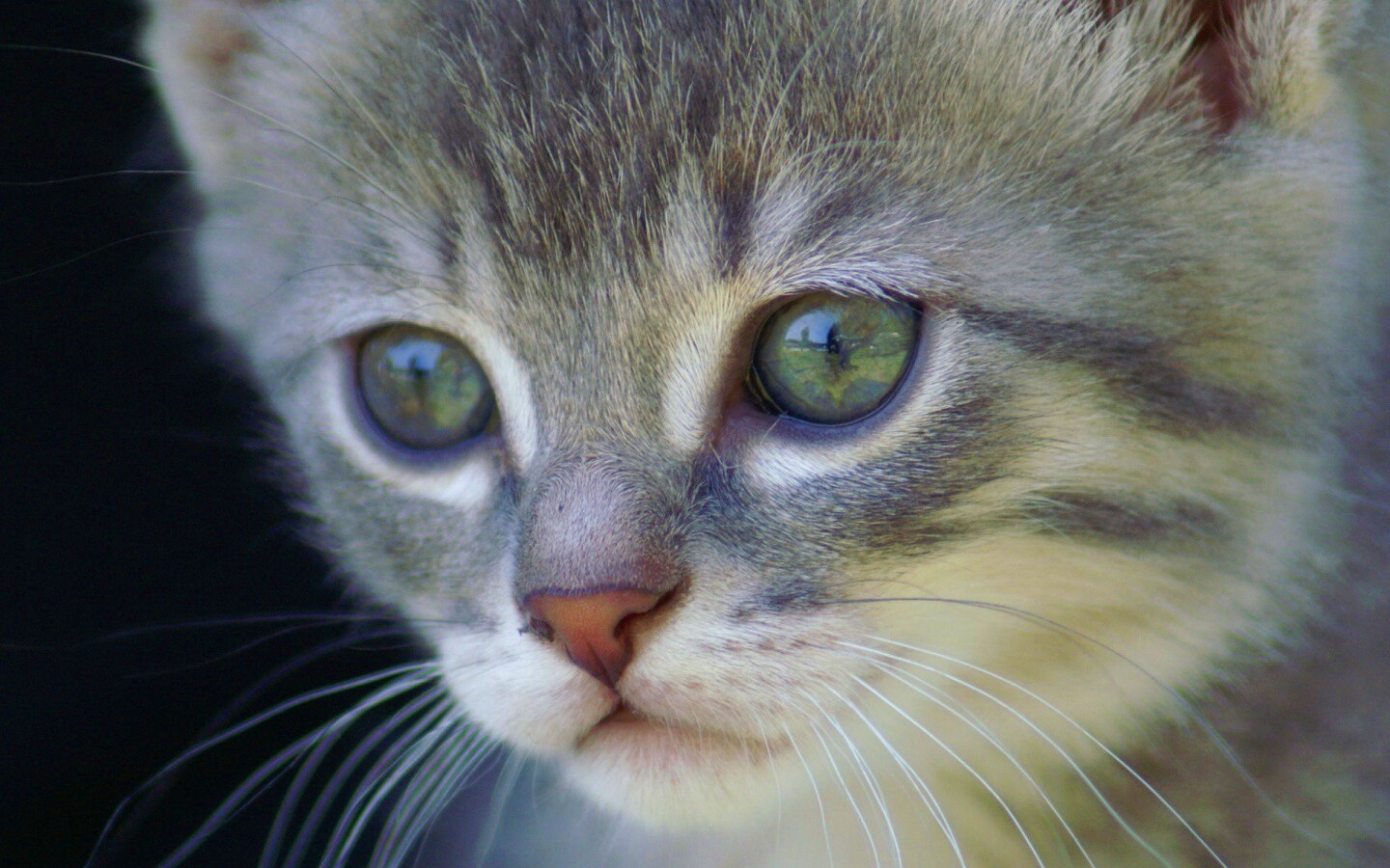 Мордочка котёнка обои