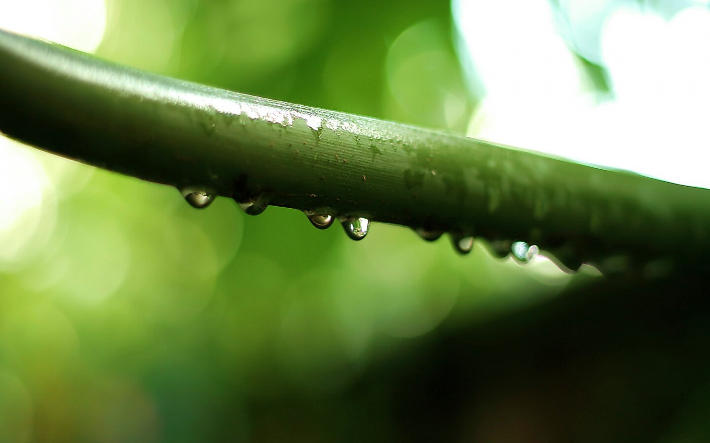 Капли на стебле обои