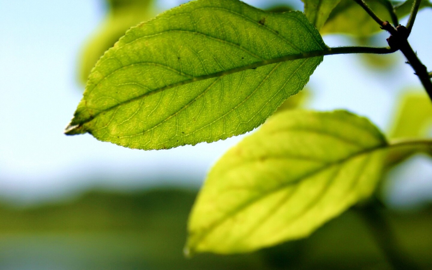 Три листа обои