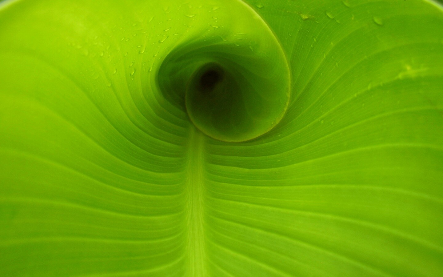 Свернутый в трубочку лист обои